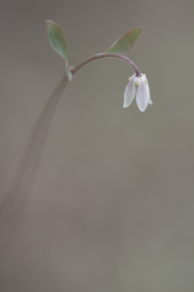 花ぼんぼり