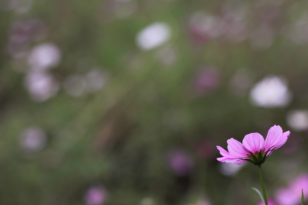 晴れたらいいね♪