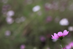晴れたらいいね♪