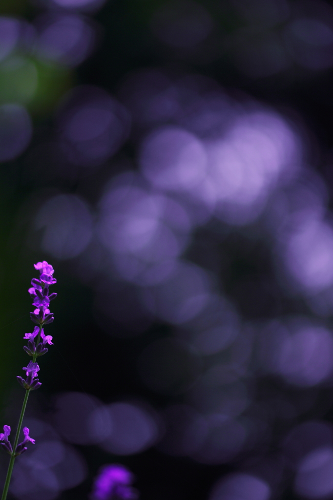 紫苑の風