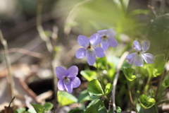 野に咲く花のように