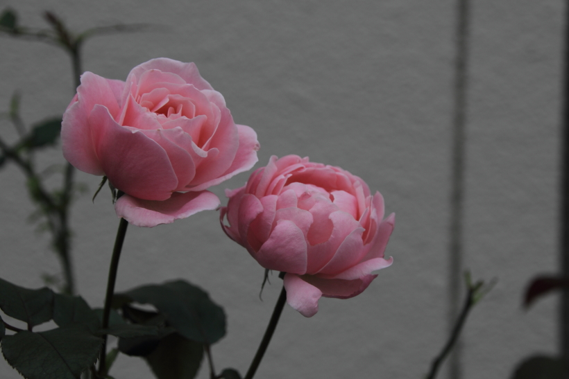 やさしいきみへ