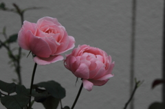 やさしいきみへ