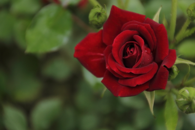 美しいということ