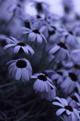 静けさの中に。