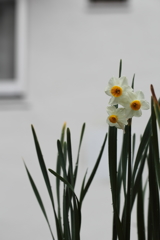 三月になりました。