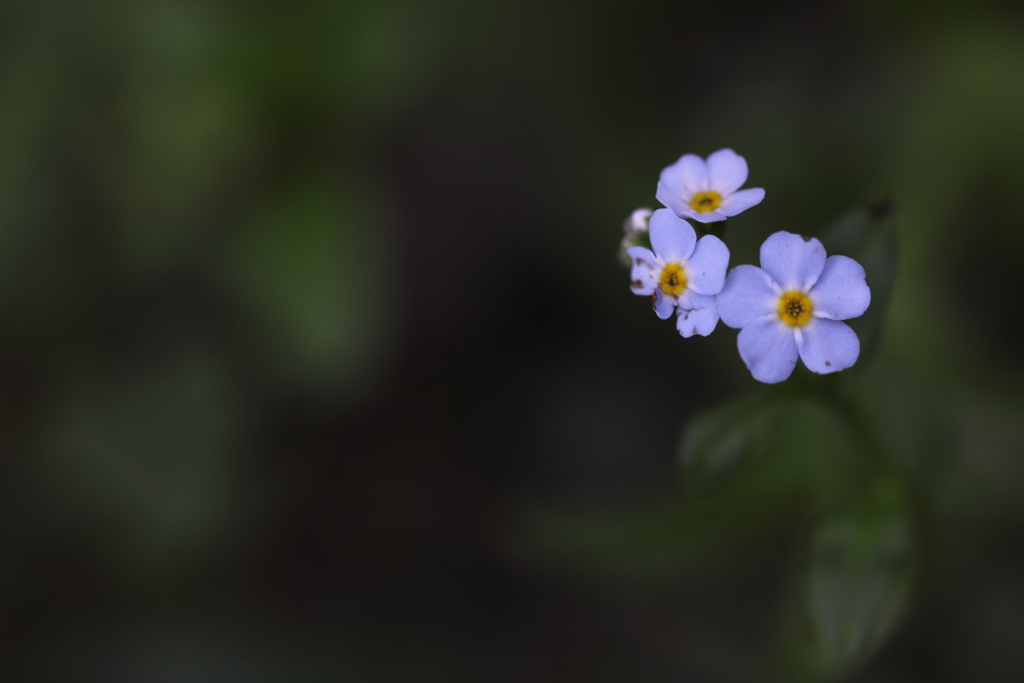 ここにいるよ。