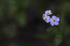 ここにいるよ。