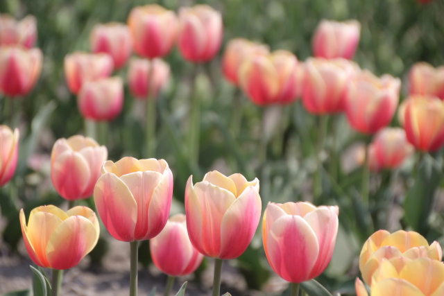 ただしいかたち