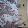桜窓