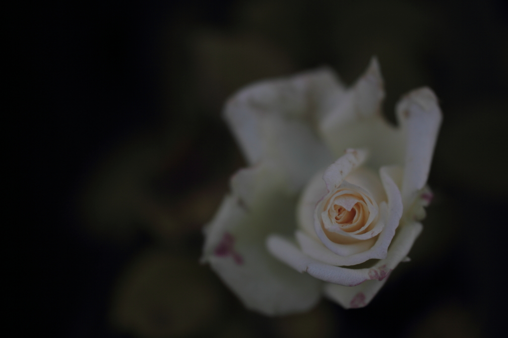 純白の薔薇の人