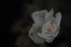 純白の薔薇の人