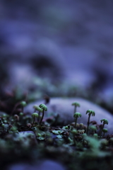 南の島の森の椰子の木