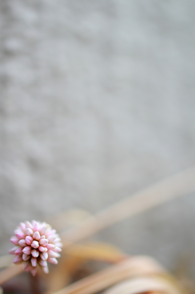 あわてんぼうのまりこ