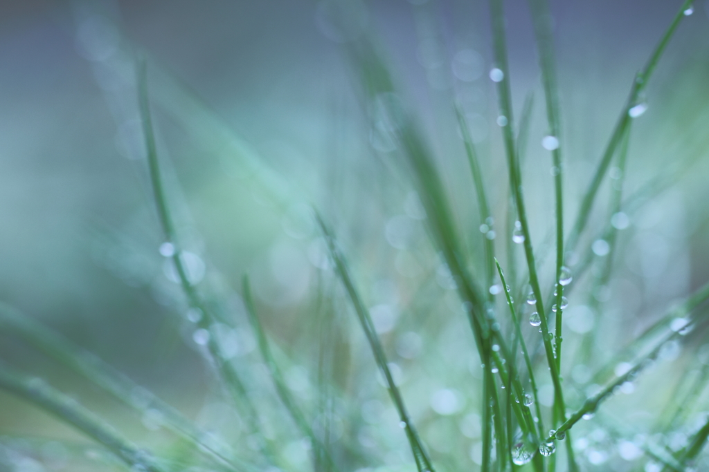 春雨の降る。