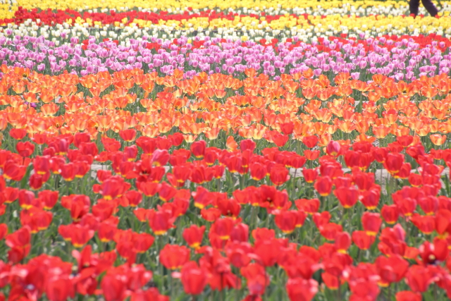 アカシロキイロ