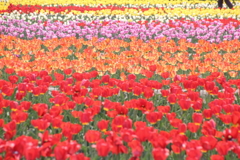 アカシロキイロ