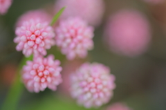 まりこの好きなもの