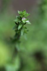 元祖ちっちゃいはな。