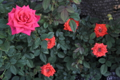 薔薇の騎士団