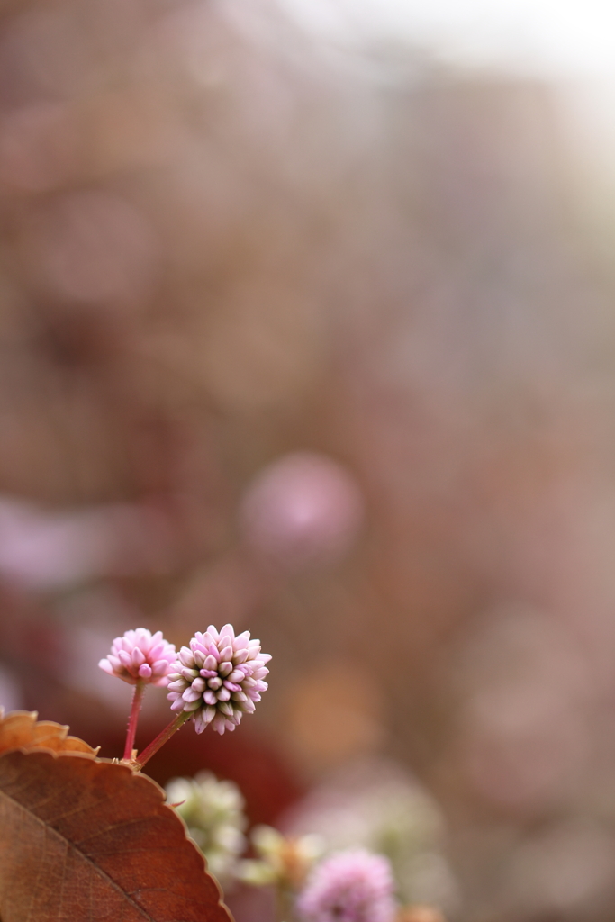 晩秋。