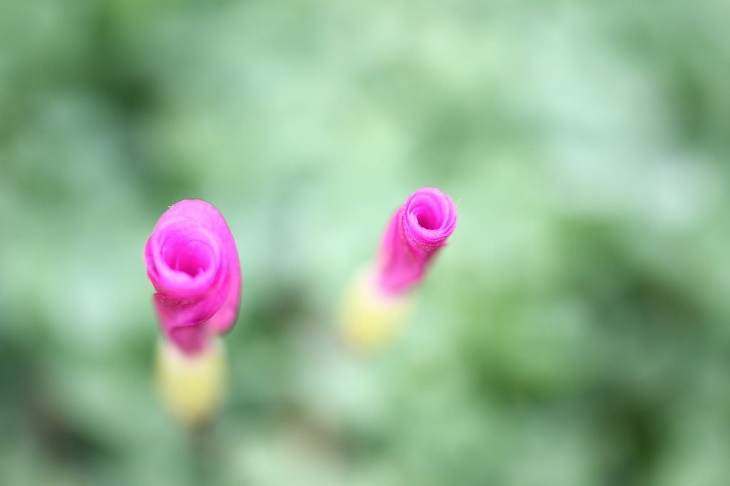 ピンクホール