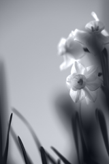 白い花　咲いた