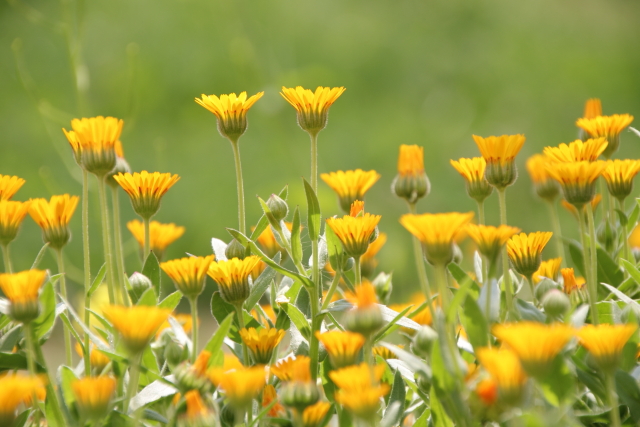上を向いて歩こう