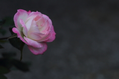 気高くも美しくあれ。