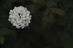 白い月