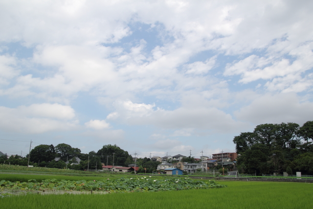 田んぼと空