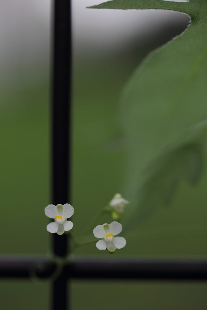 ちっちゃいはなと。ちっちゃいはなと。