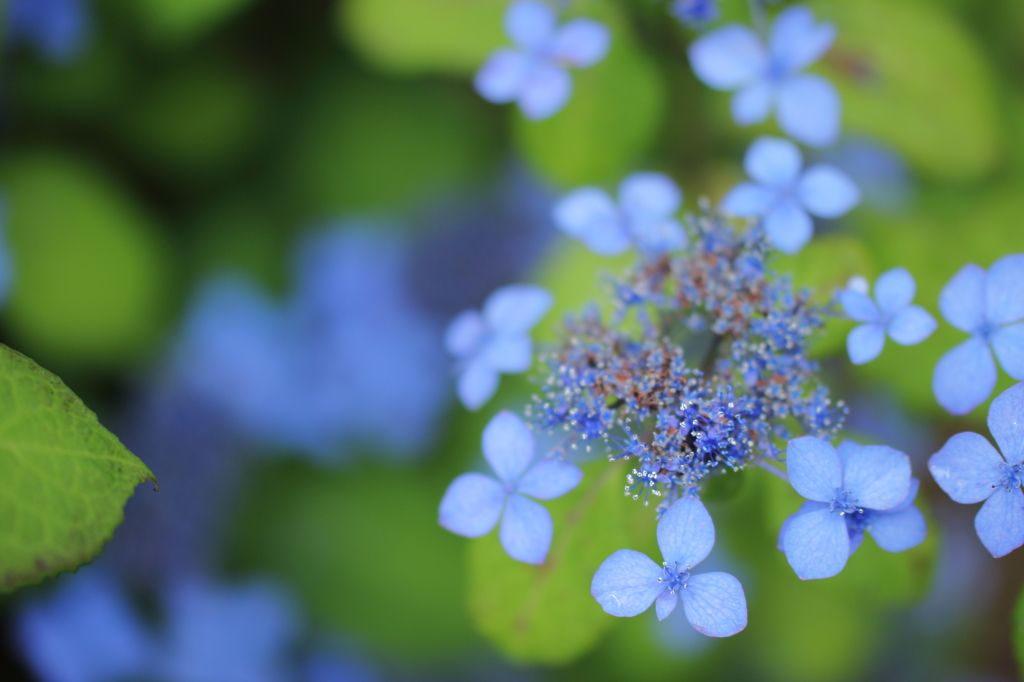 青花火