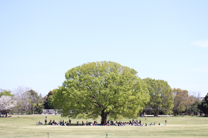 大きな木の下で。