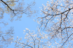 桜色の空