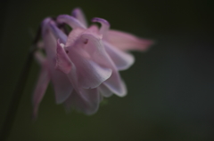 苧環の華
