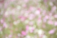 夢の続きを見せて
