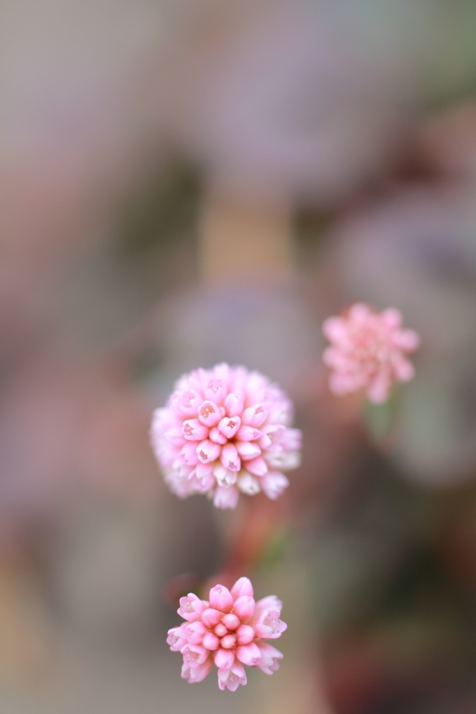 まりこのバカンス