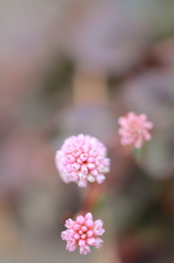 まりこのバカンス