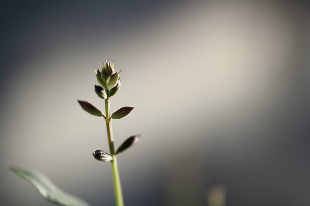 サキマスサキマス