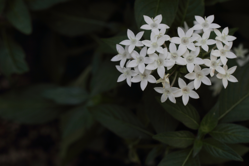 ハートをあげる