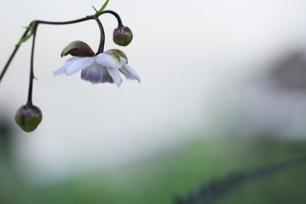 風のあとさき。