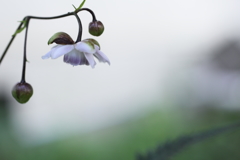 風のあとさき。