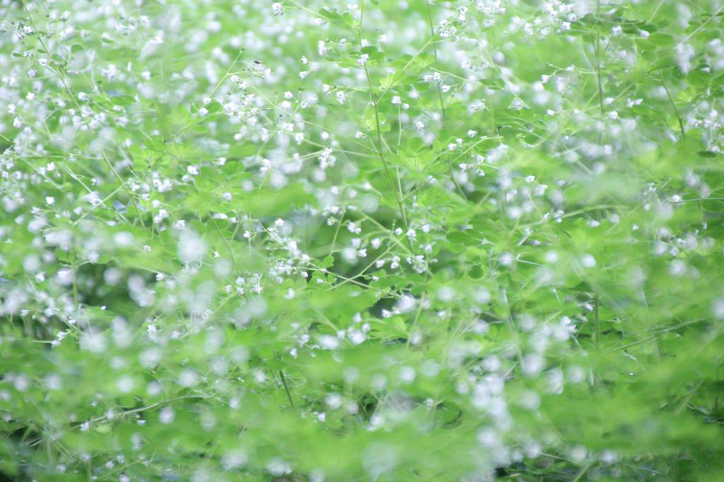 花雪