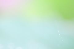 夏のかけらたち。