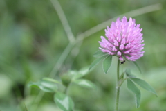 原っぱで会いましょう。