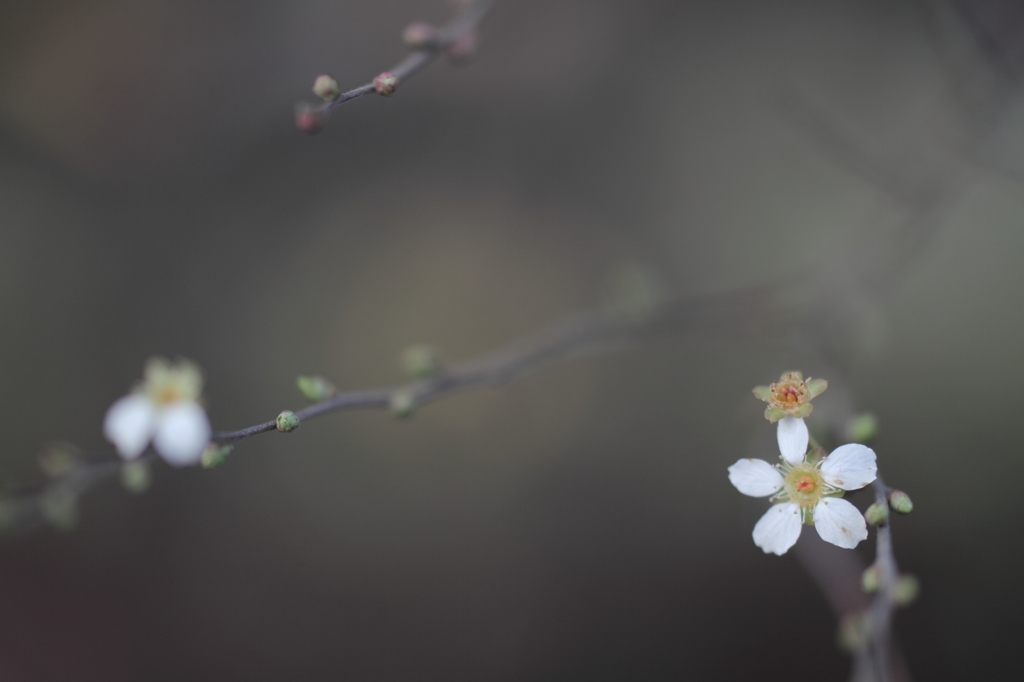 白い星の咲くとき