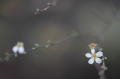 白い星の咲くとき