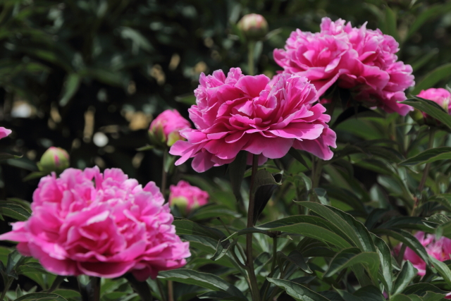 パーマネント屋