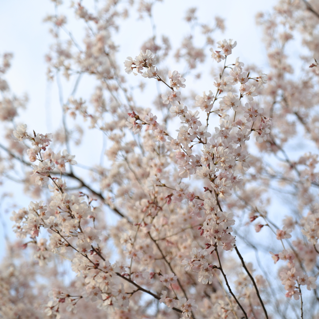 桜の詩